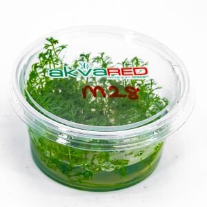Myriophyllum snowflake IN VITRO CUP