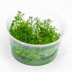 Myriophyllum snowflake IN VITRO CUP
