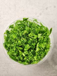 Myriophyllum snowflake IN VITRO CUP