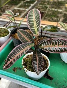 Labisia pumila pink sumatra ADET ITHAL