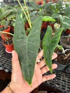 Alocasia sulawesi