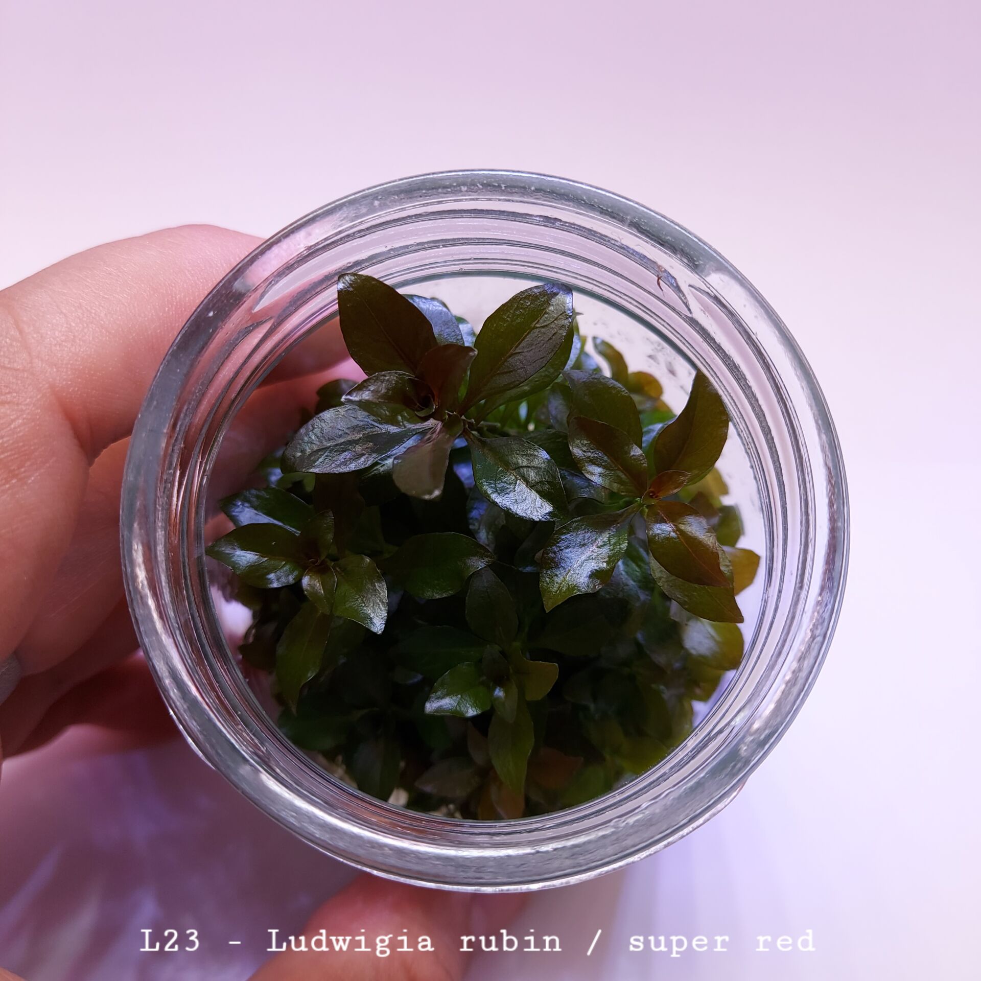 Ludwigia rubin / super red IN VITRO JAR (KAVANOZ)