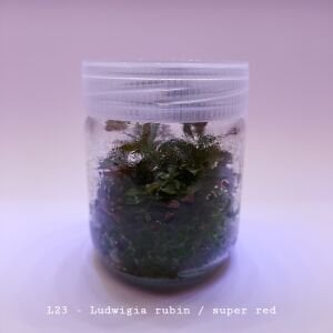 Ludwigia rubin / super red IN VITRO JAR (KAVANOZ)