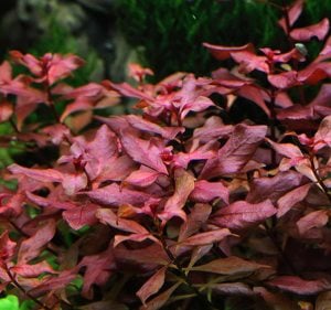 Ludwigia rubin / super red IN VITRO JAR (KAVANOZ)