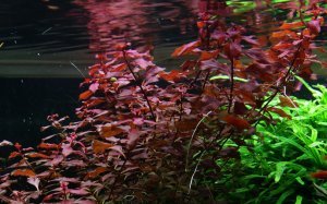 Ludwigia rubin / super red IN VITRO JAR (KAVANOZ)