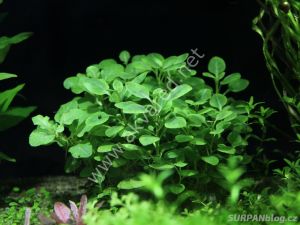 Lobelia cardinalis BUKET