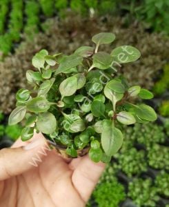 Lobelia cardinalis BUKET