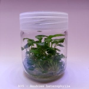 Anubias heterophylla mini IN VITRO JAR (KAVANOZ)