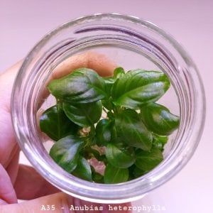 Anubias heterophylla mini IN VITRO JAR (KAVANOZ)