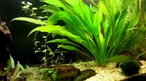 Echinodorus amazonicus BUKET