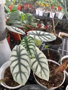 Alocasia silver dragon