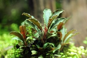 Bucephalandra kedangang mini round IN VITRO JAR (KAVANOZ)