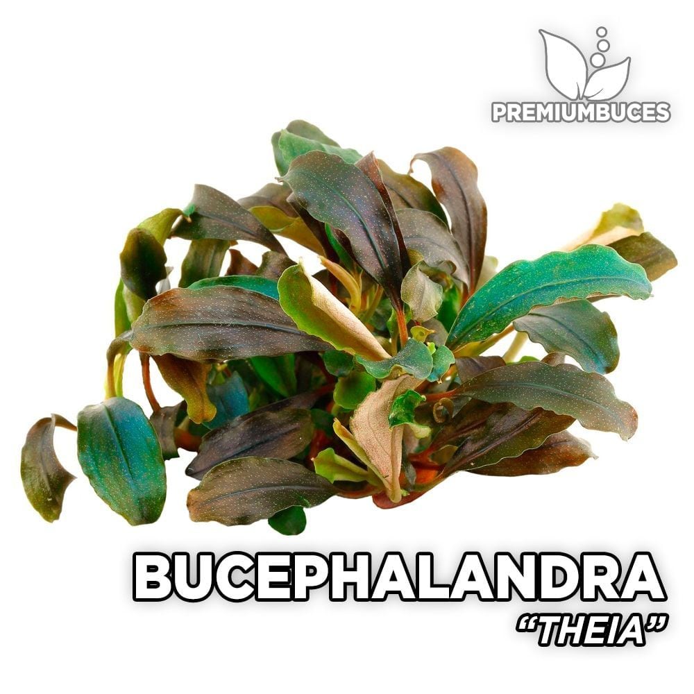Bucephalandra theia 10X10CM