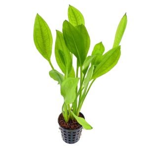 Echinodorus bleheri İTHAL BUKET