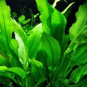 Echinodorus bleheri İTHAL BUKET