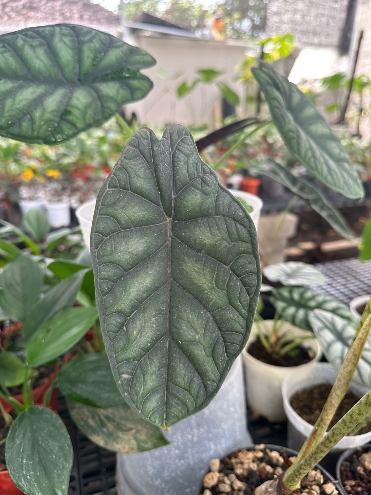 Alocasia dragon scale