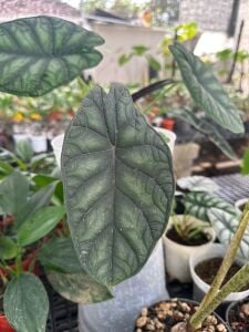 Alocasia dragon scale ADET ITHAL