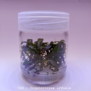 Cryptocoryne affinis IN VITRO JAR (KAVANOZ)