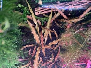 Cryptocoryne albida brown BUKET