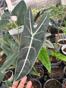 Alocasia borneo ADET ITHAL