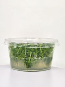 Lindernia rotundifolia aurea IN VITRO CUP