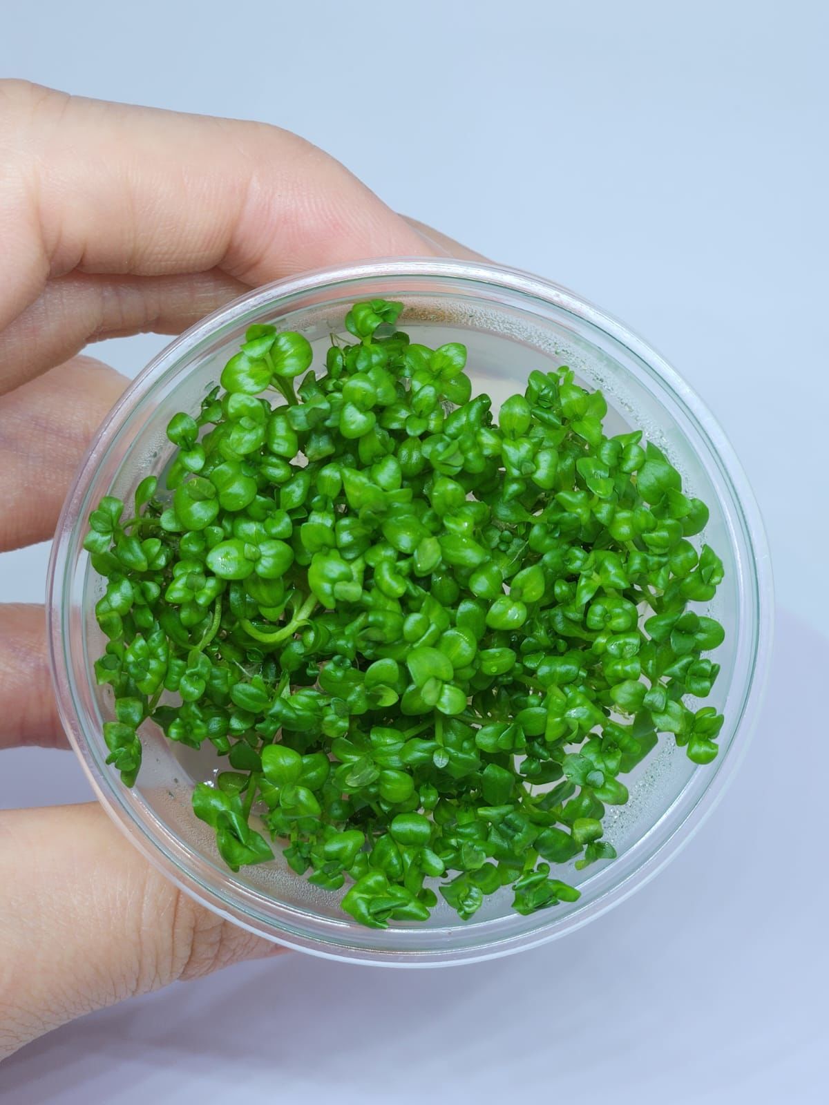 Lindernia rotundifolia aurea IN VITRO CUP
