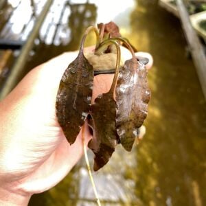 Cryptocoryne brilliant rose ADET - ÖN SİPARİŞ