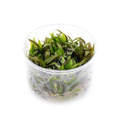 Cryptocoryne mioya IN VITRO JAR (KAVANOZ)