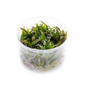 Cryptocoryne mioya IN VITRO JAR (KAVANOZ)