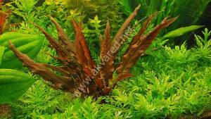 Cryptocoryne mioya IN VITRO JAR (KAVANOZ)