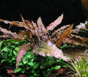 Cryptocoryne mioya IN VITRO JAR (KAVANOZ)