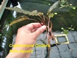 Cryptocoryne cordata ADET - ÖN SİPARİŞ