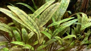 Cryptocoryne cordata ADET - ÖN SİPARİŞ
