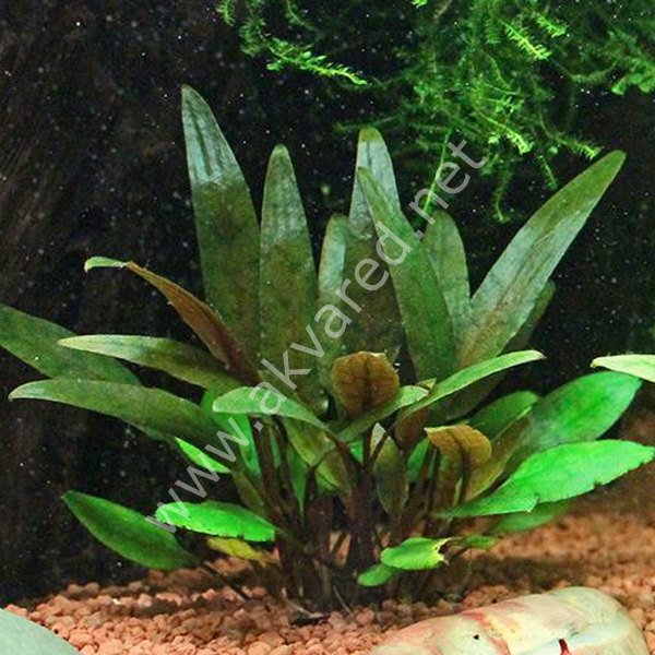 Cryptocoryne petchii IN VITRO JAR (KAVANOZ)