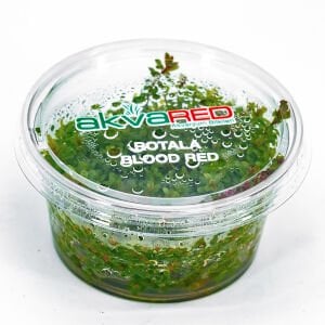 Rotala blood red IN VITRO