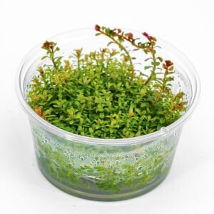 Rotala blood red IN VITRO