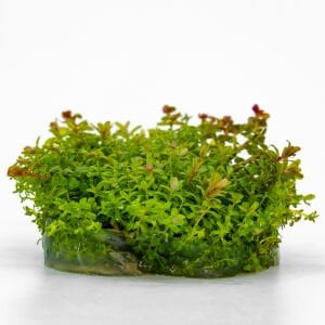 Rotala blood red IN VITRO