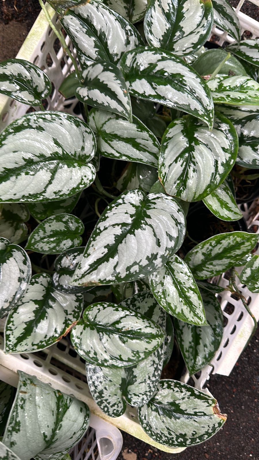 Scindapsus treubii ADET İTHAL