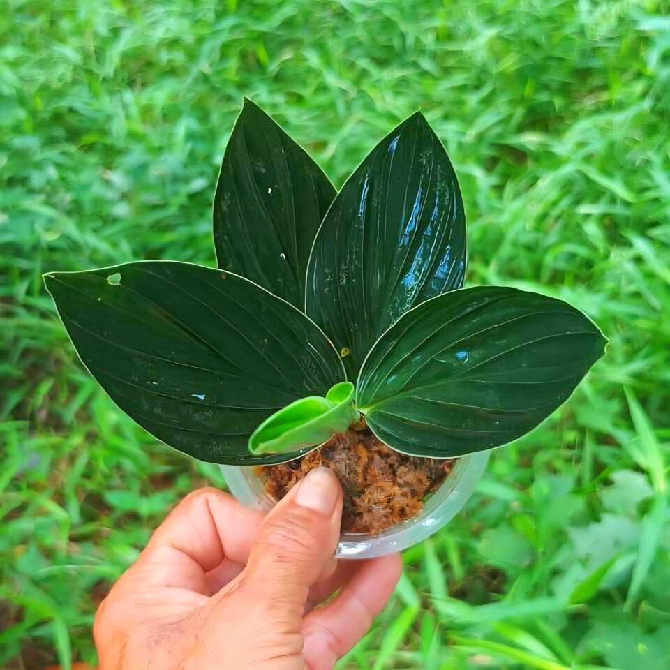 Scindapsus treubii ADET İTHAL