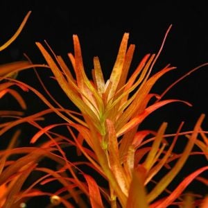 Rotala blood red IN VITRO