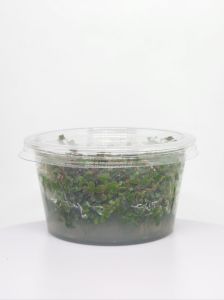 Rotala BLOOD RED IN VITRO CUP