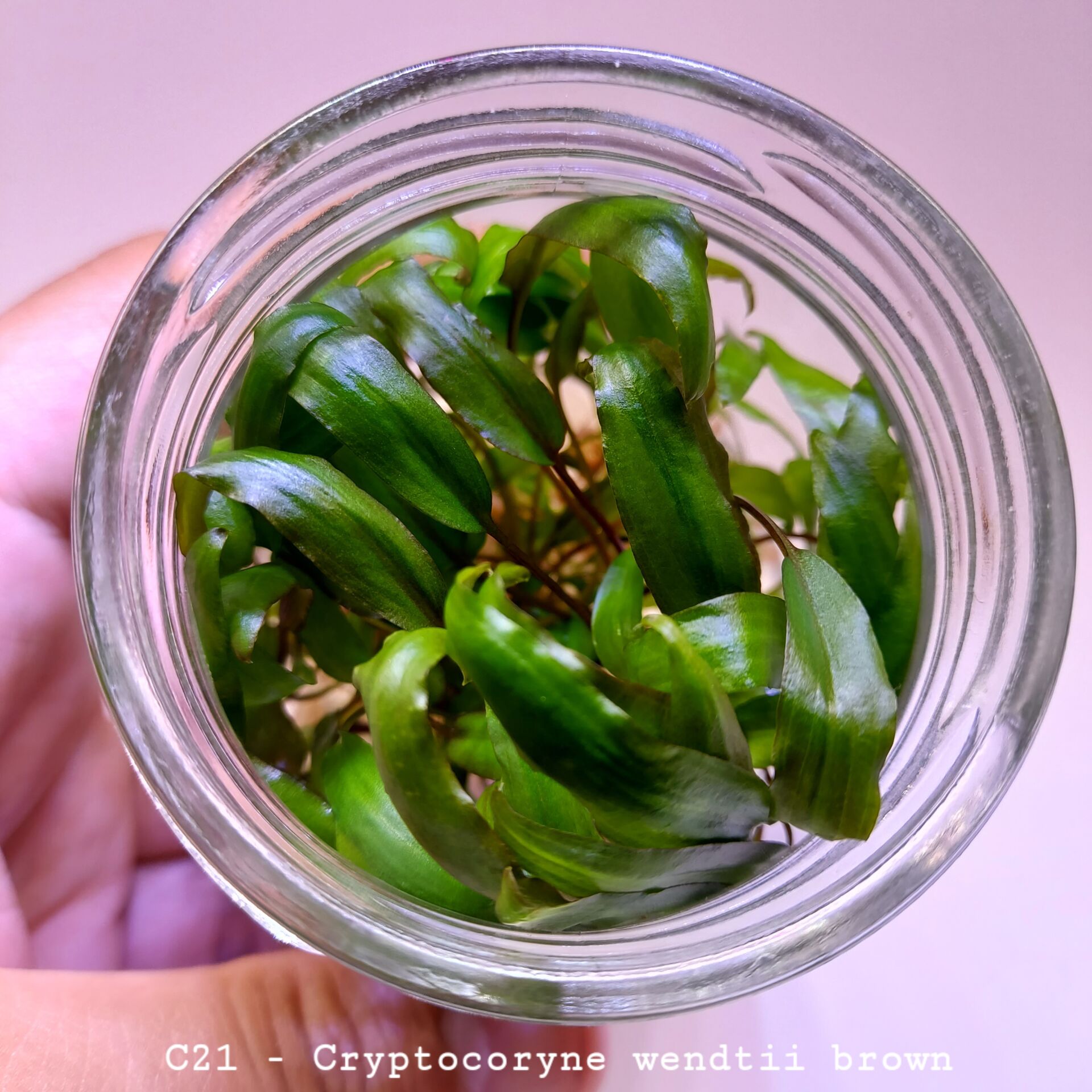 Cryptocoryne wendtii brown IN VITRO JAR (KAVANOZ)