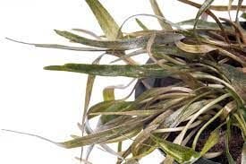Cryptocoryne ferruginea narrow ADET - ÖN SİPARİŞ