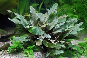 Cryptocoryne wendtii brown IN VITRO JAR (KAVANOZ)