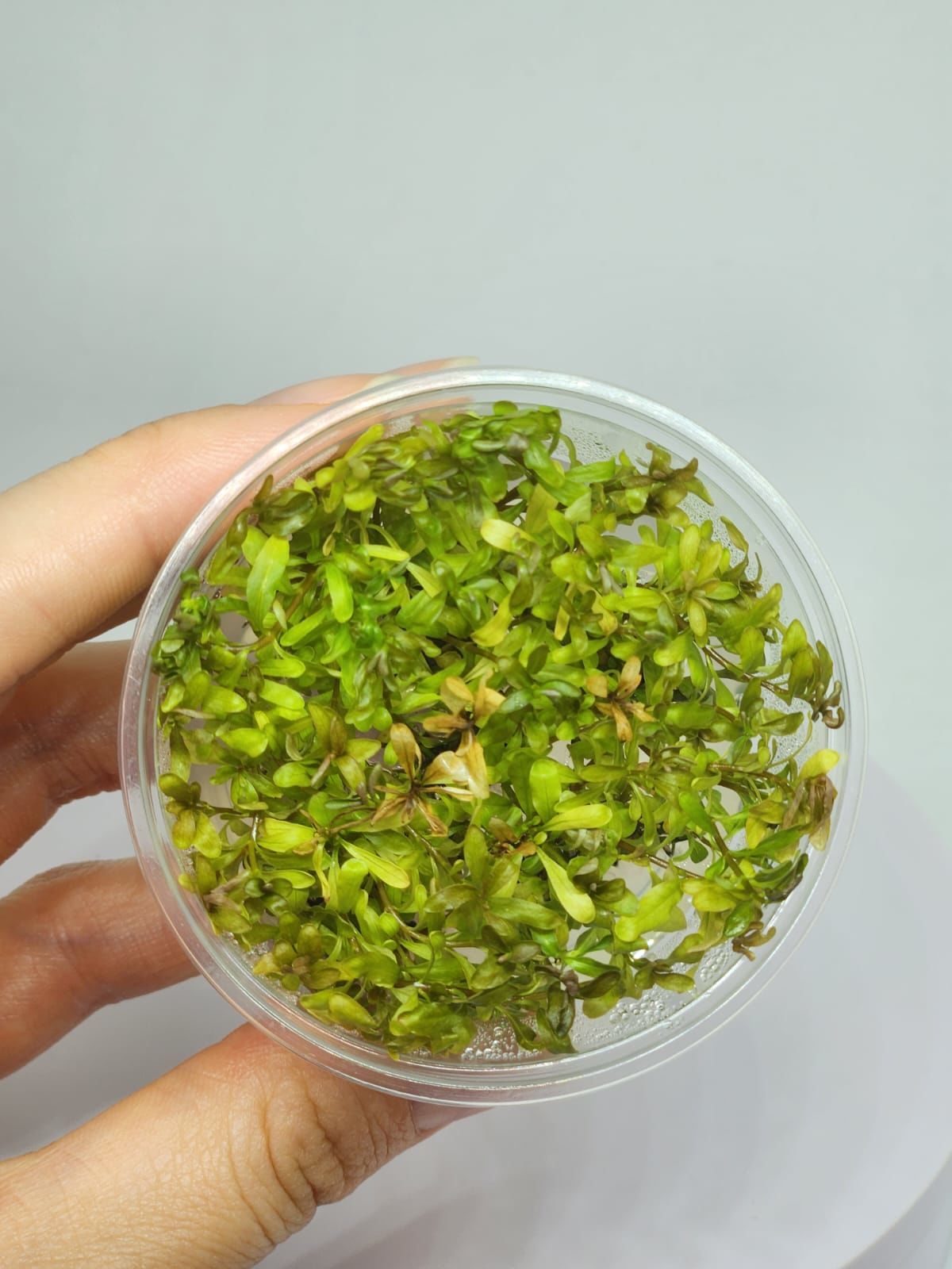 Ludwigia inclinata brown IN VITRO CUP