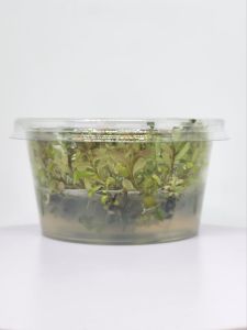 Ludwigia inclinata brown IN VITRO CUP