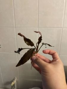 Cryptocoryne ferruginea round ADET - ÖN SİPARİŞ