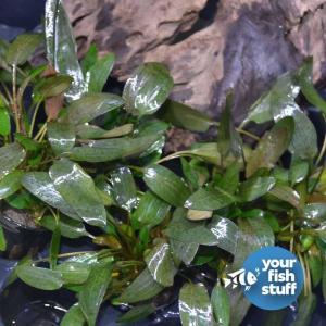Cryptocoryne wendtii brown indonesia IN VITRO JAR (KAVANOZ)