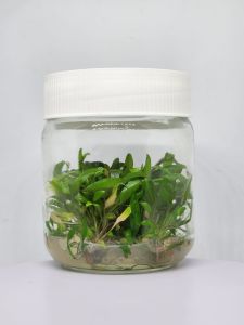 Cryptocoryne wendtii brown indonesia IN VITRO JAR (KAVANOZ)