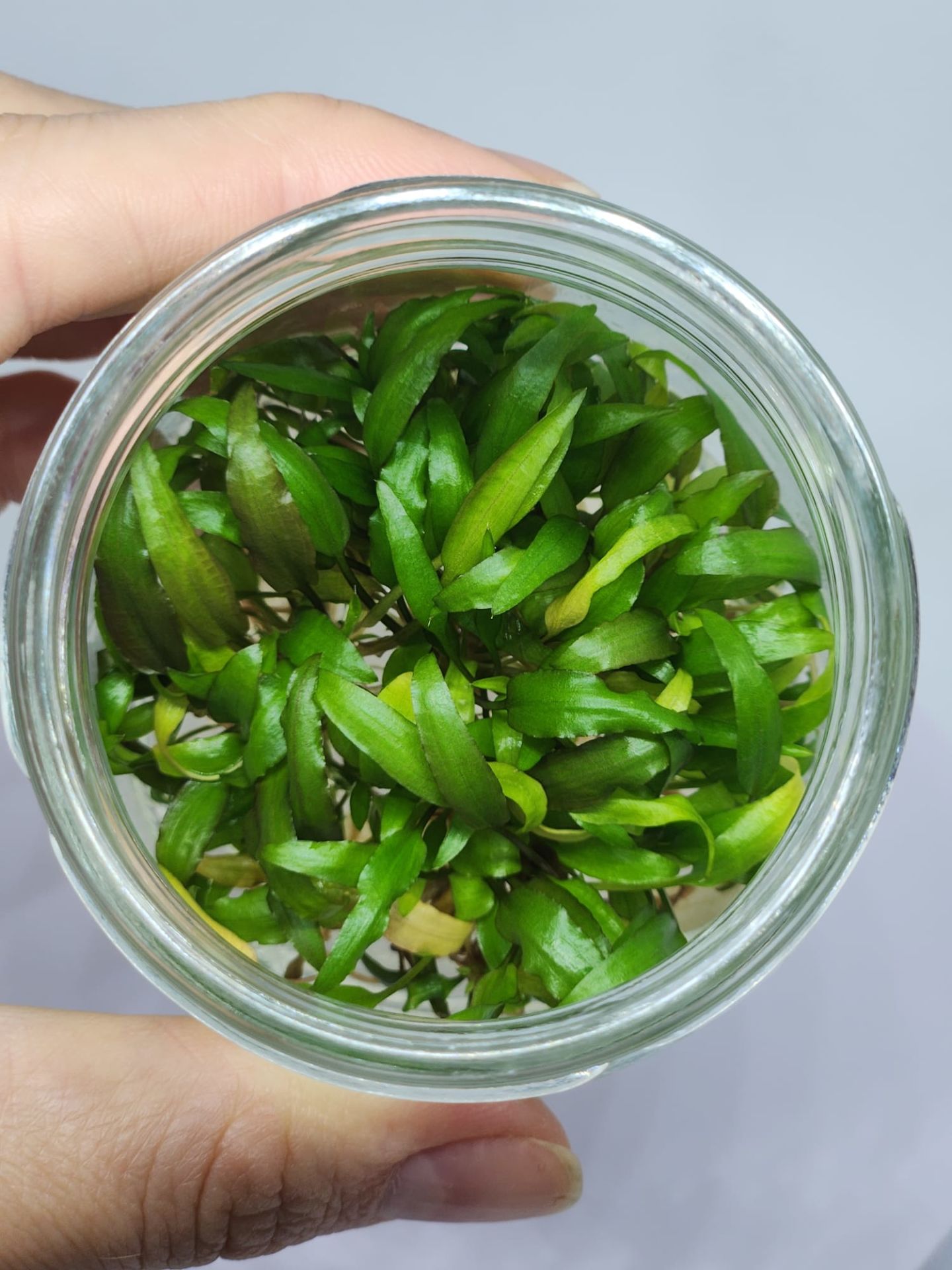 Cryptocoryne wendtii brown indonesia IN VITRO JAR (KAVANOZ)